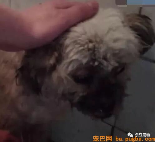 臭水沟旁救了一只喝不到水的漂泊狗，带回家剪完毛发后美呆了！-4.jpeg