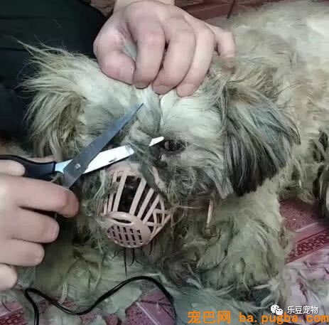 臭水沟旁救了一只喝不到水的漂泊狗，带回家剪完毛发后美呆了！-3.jpeg