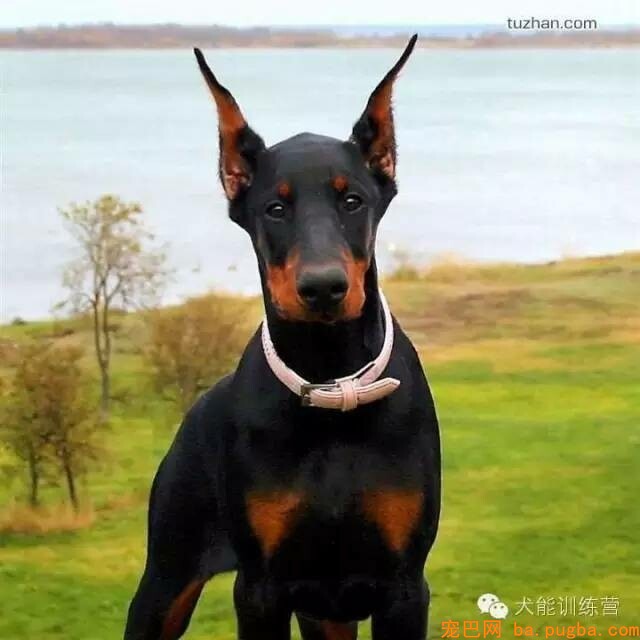 狗狗皮癣症状与治疗-1.jpeg