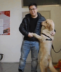 主人将金毛卖到狗肉店 “我只是不想养了”-2.gif