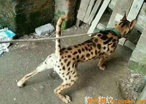 大爷不听劝，非要花5000块买这只“豹犬”，成果如今悔青肠子-1.jpeg