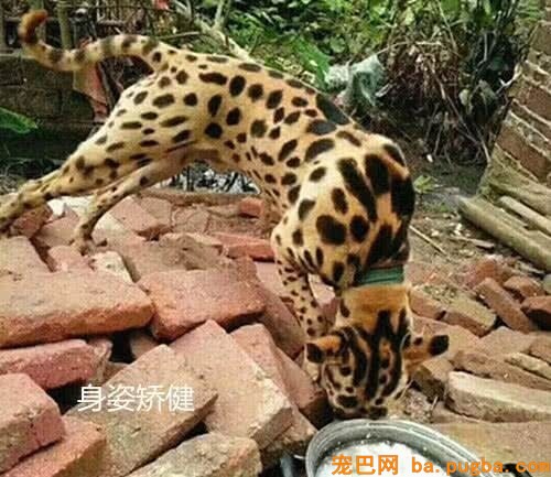 大爷不听劝，非要花5000块买这只“豹犬”，成果如今悔青肠子-2.jpeg