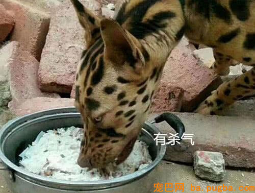大爷不听劝，非要花5000块买这只“豹犬”，成果如今悔青肠子-3.jpeg