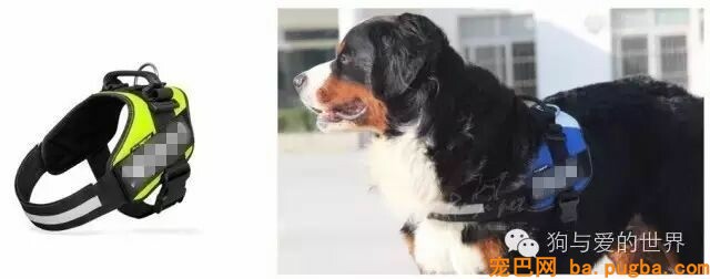 都说牵引绳是狗狗的生命线，那这条线你选对了吗？-4.jpeg
