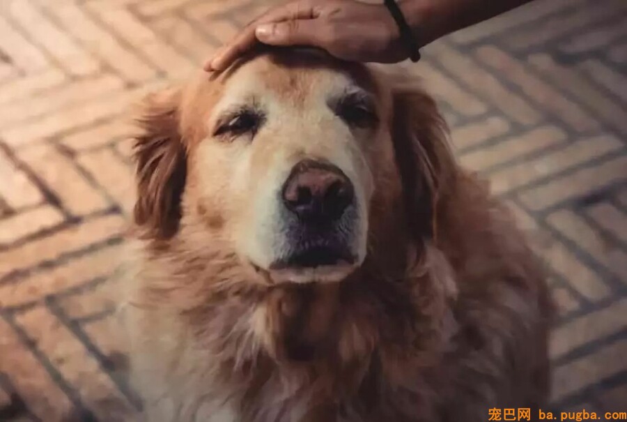 某狗场被数百人投诉，市场混乱，到底该如何买狗？-1.jpeg