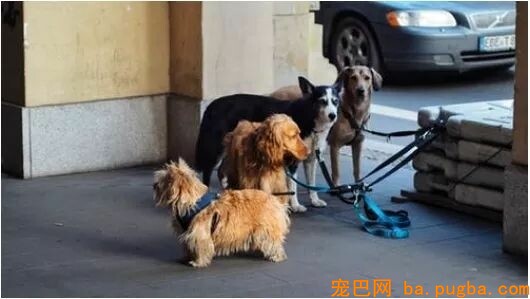 某狗场被数百人投诉，市场混乱，到底该如何买狗？-3.jpeg