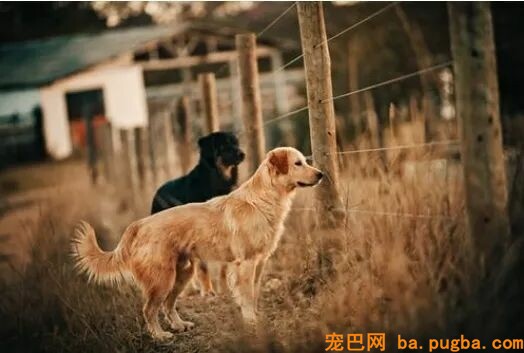 某狗场被数百人投诉，市场混乱，到底该如何买狗？-5.jpeg