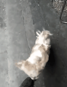 别人问我为什么养狗？我是这样答复他的！-1.gif