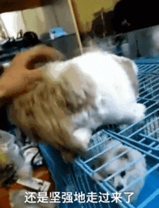 别人问我为什么养狗？我是这样答复他的！-4.gif