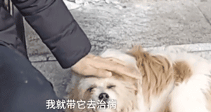 别人问我为什么养狗？我是这样答复他的！-2.gif