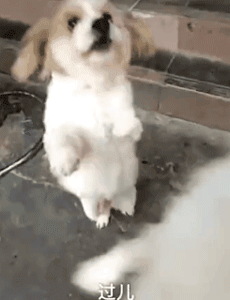 别人问我为什么养狗？我是这样答复他的！-8.gif