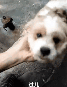 别人问我为什么养狗？我是这样答复他的！-7.gif