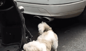别人问我为什么养狗？我是这样答复他的！-5.gif