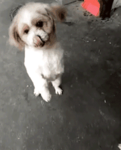 别人问我为什么养狗？我是这样答复他的！-6.gif