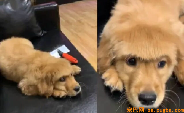 别人问我为什么养狗？我是这样答复他的！-9.jpg