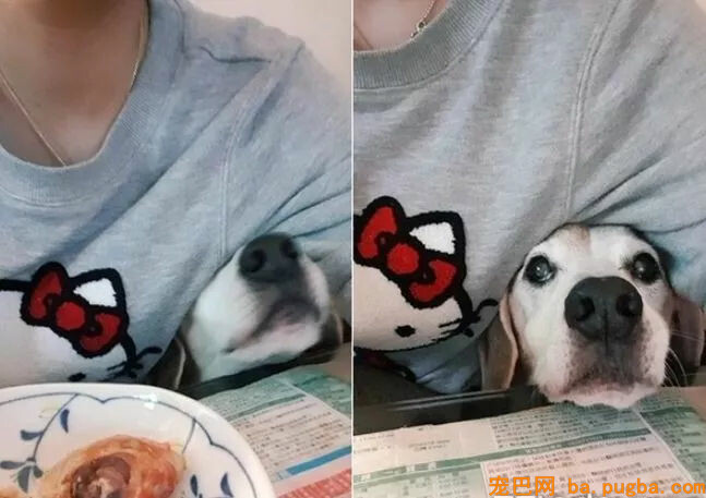别人问我为什么养狗？我是这样答复他的！-15.jpg