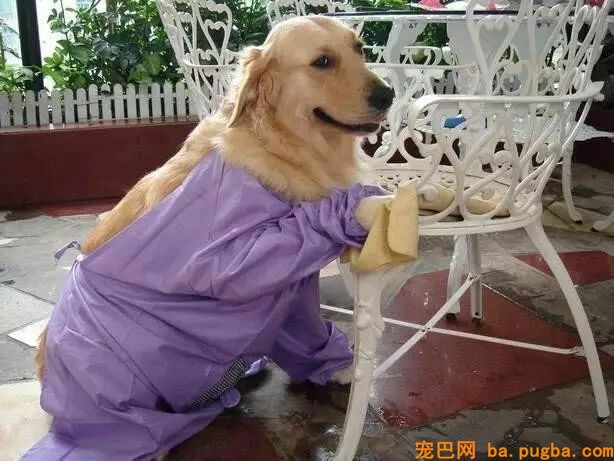 我家要有这样一只狗，给啥都不换-4.jpeg