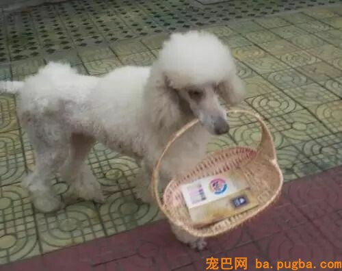 我家要有这样一只狗，给啥都不换-8.jpeg