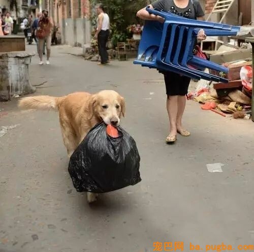 我家要有这样一只狗，给啥都不换-12.jpeg