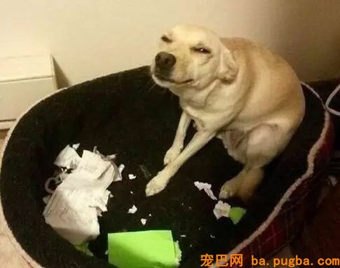 我家要有这样一只狗，给啥都不换-17.jpeg