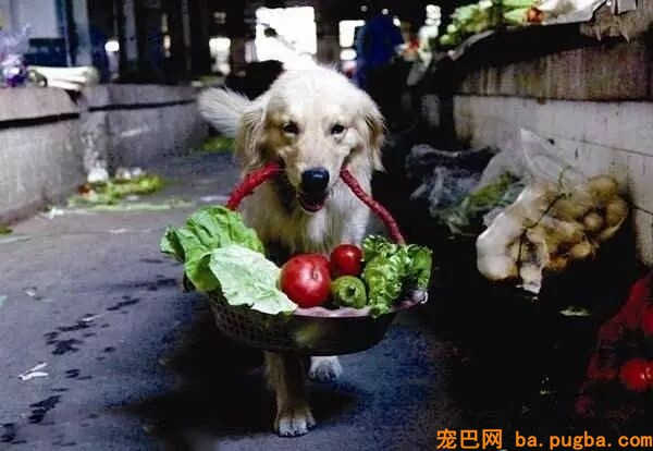 我家要有这样一只狗，给啥都不换-14.jpeg
