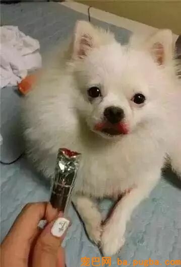 我家要有这样一只狗，给啥都不换-18.jpeg