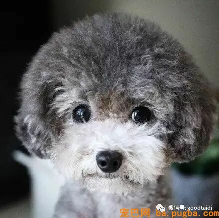 狗狗毛发枯槁怎么办？如何改善？-1.jpeg