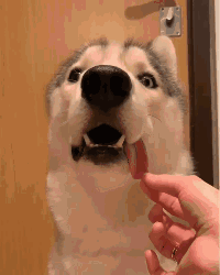 狗子吃饭时突然惨叫，掰开嘴巴发现，这货竟然咬穿了舌头！-1.gif