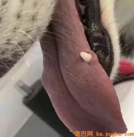 狗子吃饭时突然惨叫，掰开嘴巴发现，这货竟然咬穿了舌头！-4.jpeg