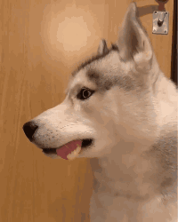 狗子吃饭时突然惨叫，掰开嘴巴发现，这货竟然咬穿了舌头！-2.gif