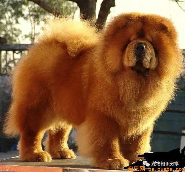 如何区分大型犬、中型犬、小型犬？-2.jpeg