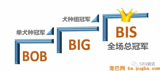 2019年上海世界杯犬展，参赛犬这样分组你看懂了吗？-3.jpeg