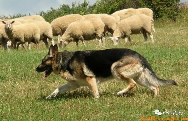 2019年上海世界杯犬展，参赛犬这样分组你看懂了吗？-6.jpeg
