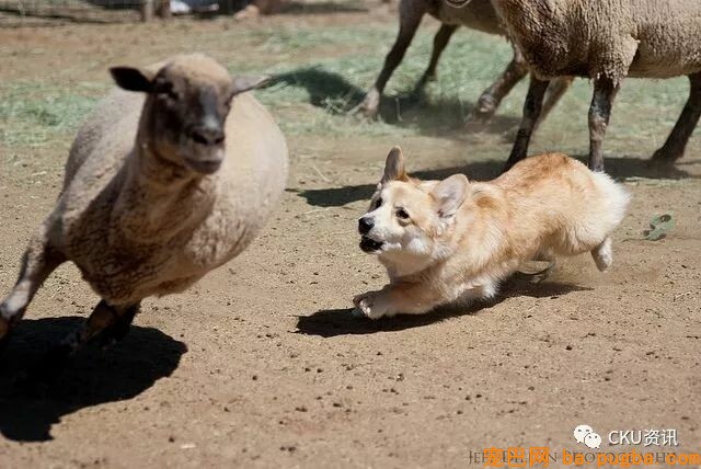 2019年上海世界杯犬展，参赛犬这样分组你看懂了吗？-7.jpeg
