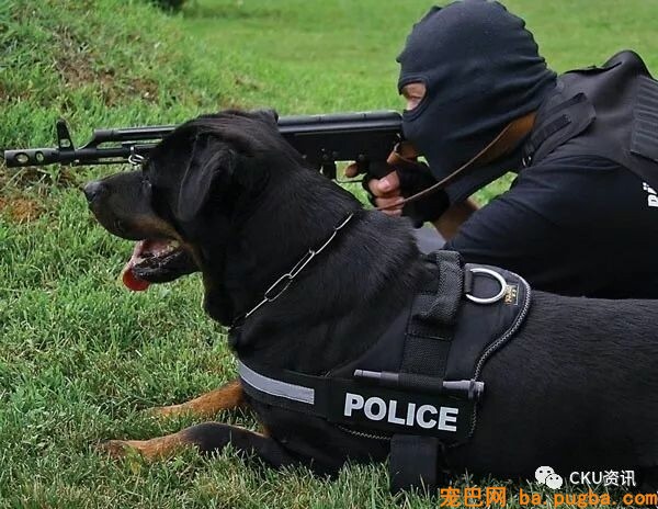 2019年上海世界杯犬展，参赛犬这样分组你看懂了吗？-8.jpeg