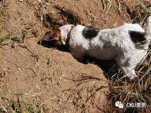 2019年上海世界杯犬展，参赛犬这样分组你看懂了吗？-12.jpeg