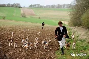2019年上海世界杯犬展，参赛犬这样分组你看懂了吗？-17.jpeg