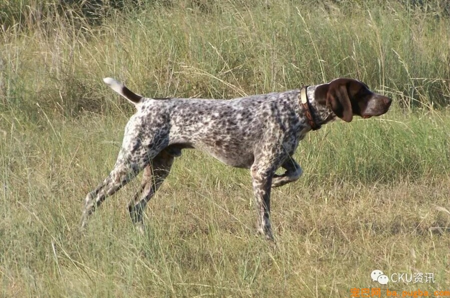 2019年上海世界杯犬展，参赛犬这样分组你看懂了吗？-18.jpeg
