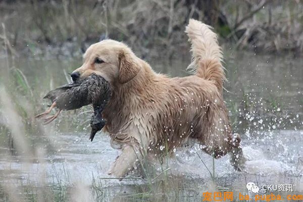 2019年上海世界杯犬展，参赛犬这样分组你看懂了吗？-20.jpeg