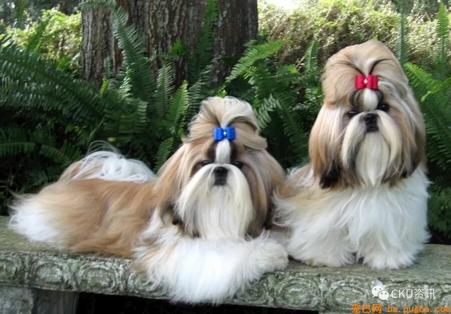 2019年上海世界杯犬展，参赛犬这样分组你看懂了吗？-22.jpeg
