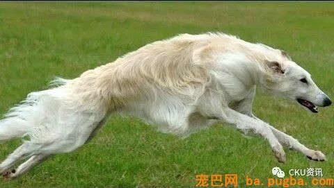 2019年上海世界杯犬展，参赛犬这样分组你看懂了吗？-24.jpeg