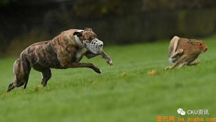 2019年上海世界杯犬展，参赛犬这样分组你看懂了吗？-25.jpeg