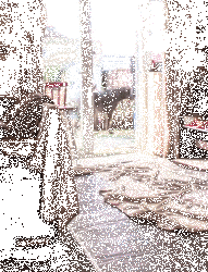 养了一只“小马驹”样的狗狗是种怎样的体验？-1.gif