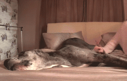 养了一只“小马驹”样的狗狗是种怎样的体验？-3.gif