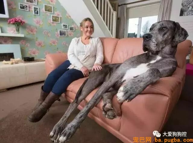养了一只“小马驹”样的狗狗是种怎样的体验？-2.jpeg