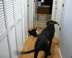 养了一只“小马驹”样的狗狗是种怎样的体验？-6.gif