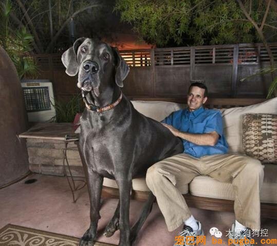 养了一只“小马驹”样的狗狗是种怎样的体验？-10.jpeg