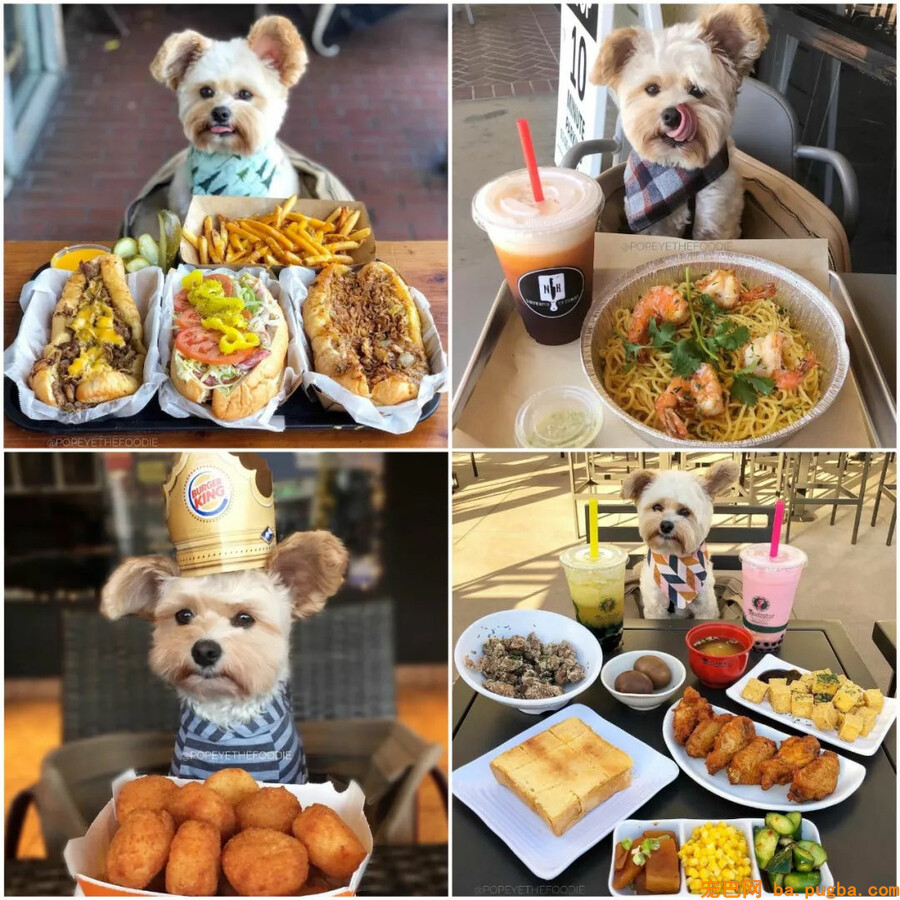 漂泊狗摇身一变成美食主播，坐拥35万粉丝被称为“狗界食神”！-16.jpg