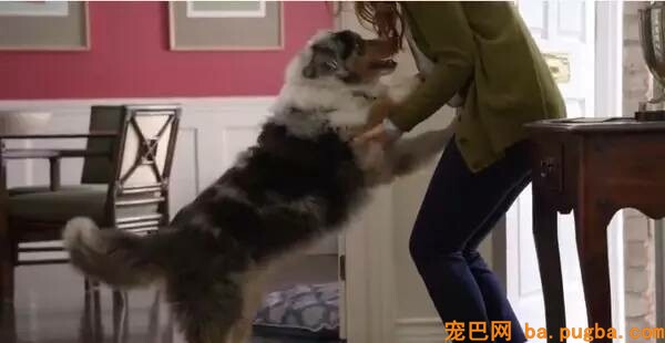 想知道你家狗狗爱不爱你吗？这里有十条爱的尺度，看你家狗占几条！-16.jpeg