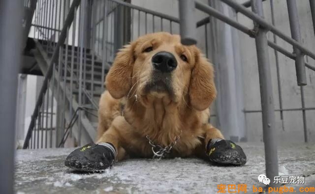 养狗没有那么简单，最少你要付出这些代价，最后一个太扎心！-2.jpeg